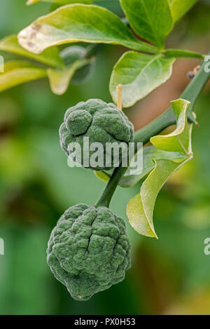 Japanese bitter-orange / hardy orange / Chinese bitter orange / trifoliate orange (Poncirus trifoliata / Citrus trifoliata) citrus fruit in tree Stock Photo