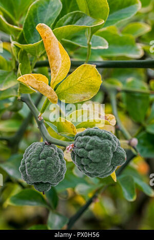 Japanese bitter-orange / hardy orange / Chinese bitter orange / trifoliate orange (Poncirus trifoliata / Citrus trifoliata) citrus fruit in tree Stock Photo