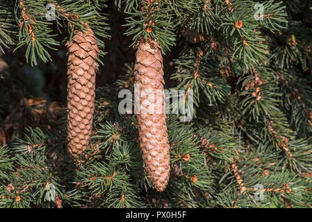 Blue spruce / green spruce / white spruce / Colorado spruce / Colorado blue spruce (Picea pungens Lombarts) close up of mature spruce cones Stock Photo