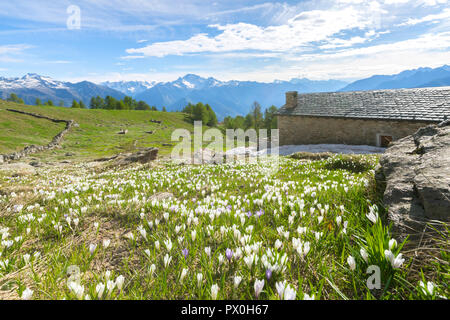 Stone hut surrounded by crocus flowers in bloom, Casera di Olano, Valgerola, Valtellina, Sondrio province, Lombardy, Italy Stock Photo