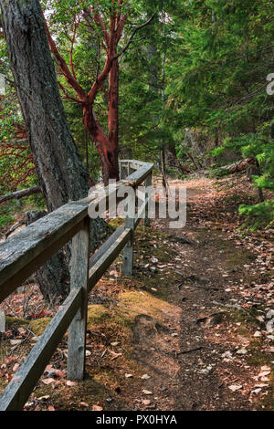 A walking trail leads through a forest park, with  a wooden guardrail and the prominent trunks of a Douglas fir and arbutus (madrona) to its left. Stock Photo