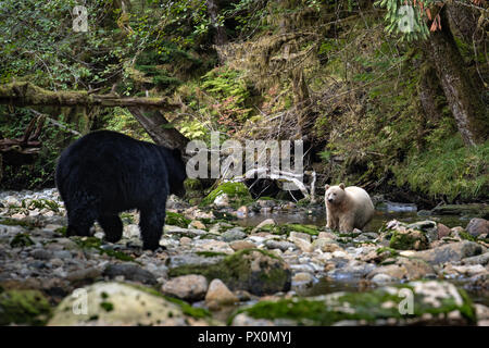 Black Bear and Kermode SPirit bear Stock Photo