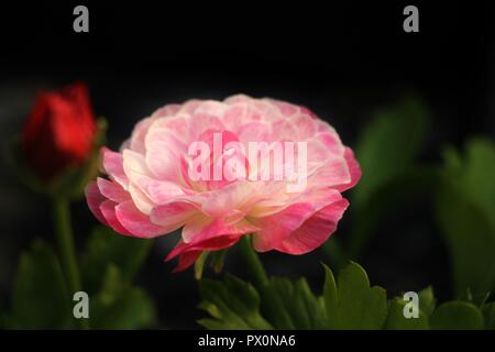 Pink and white Ranunculus flower against green leaves and black background. Stock Photo