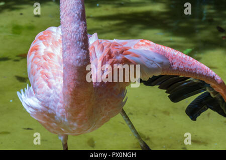 Closeup on flamingo feathers. Detailed shot of natural flamingo feathers. Wild endangered species protected in natural parks can rest and reproduce Stock Photo