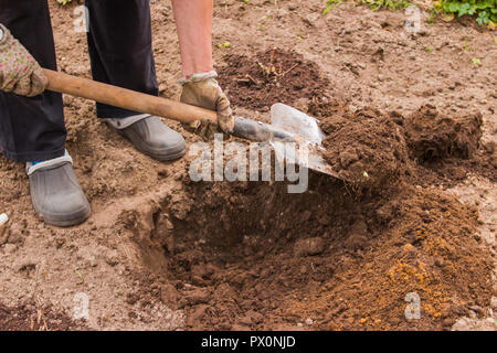 Worker digs the black soil with shovel in the vegetable garden, woman loosens dirt in the farmland, agriculture and hard work concept Stock Photo