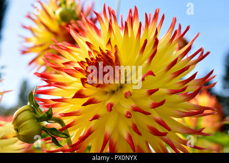 Colorful dahlia flower Stock Photo