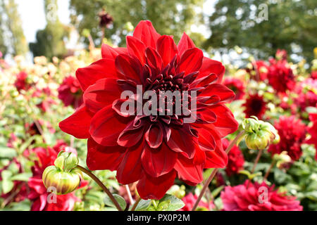 Colorful dahlia flower Stock Photo