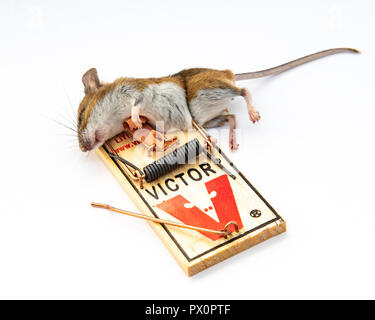 Dead mouse caught in Victor mouse trap. Stock Photo