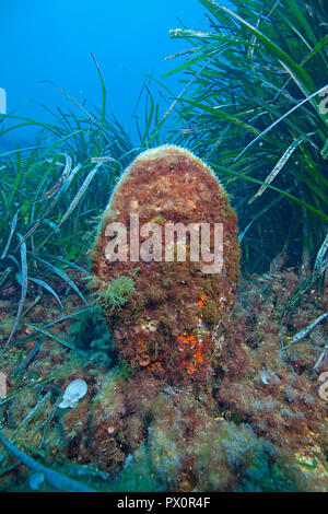 Noble Pen Shell (Pinna nobilis) between seaweed, Port Cros, Hyeres, South France, France Stock Photo