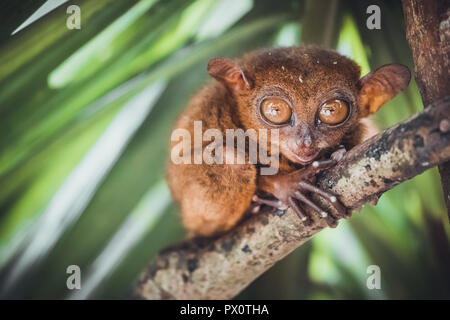 Endangered Tarsier in Bohol Tarsier sanctuary, Cebu, Philippines. Cute Tarsius monkey with big eyes sitting on a branch with green leaves. The smallest primate Carlito syrichta in nature. Stock Photo