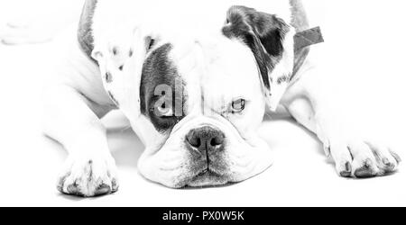 Boxer Dog looking direct at camera head on floor in studio Stock Photo
