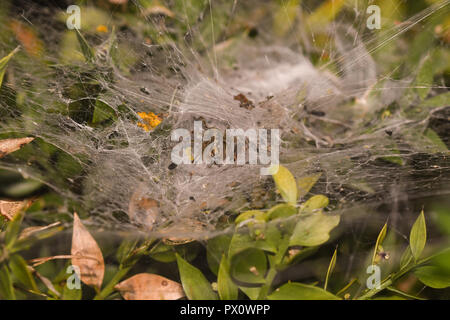 Grass funnel-weaver in her spider web Stock Photo