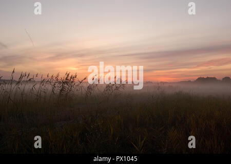 Reeds in the fog illuminated by the light of the setting sun against the background of the forest in October in Poland in a landscape park. Stock Photo