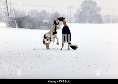 2 Horses playing in snow Stock Photo