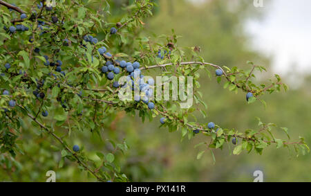 Sloe berries on Blackthorn tree (Prunus spinosa) Stock Photo