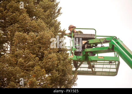 A workman on a cherry picker crane picks out loose tree branches on a holiday Christmas tree being installed in a luxury shopping mall in Newport Beach, CA  (Photo by Spencer Grant) Stock Photo