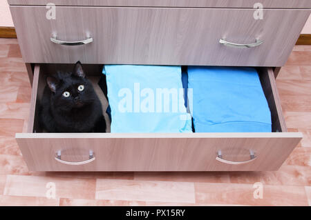 A black cat sits in an open chest drawer. Houses in the room. Stock Photo