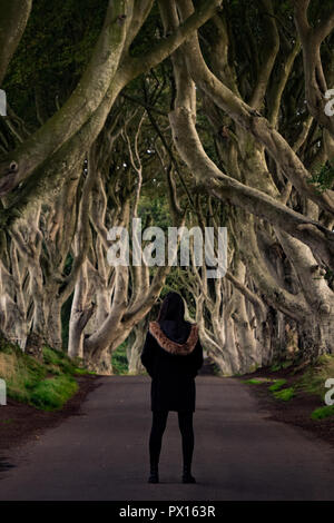 The Dark Hedges, Located between Armoy and Stranocum in County Antrim, Northern Ireland. It is an avenue of beech trees along Bregagh Road between. Stock Photo