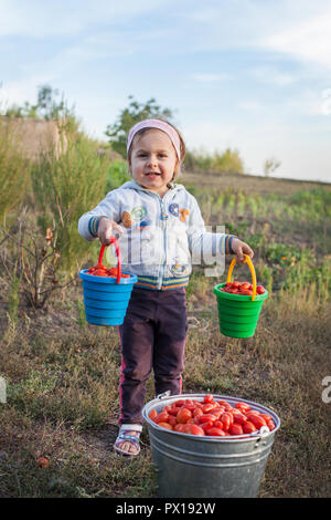 Charming little girl picking up fresh ripe organic tomatoes in a warm summer evening Stock Photo