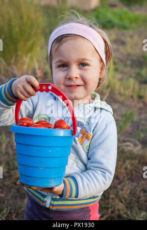 Charming little girl picking up fresh ripe organic tomatoes in a warm summer evening Stock Photo