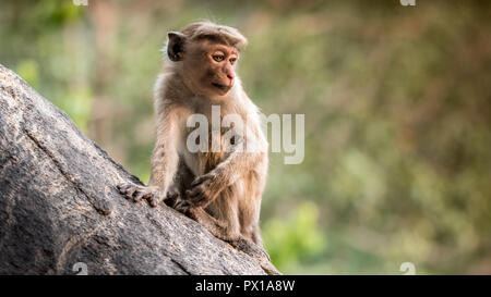 The toque macaque Macaca sinica is a reddish-brown-coloured Old World monkey endemic to Sri Lanka, where it is known as the rilewa or rilawa. Stock Photo