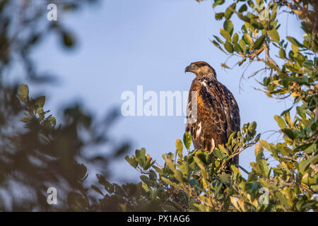 Booted Eagle in Kruger National park, South Africa ; Specie Hieraaetus pennatus family of Accipitridae Stock Photo