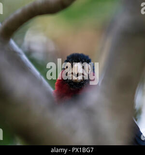 Bearded barbet poses for a photo. Stock Photo