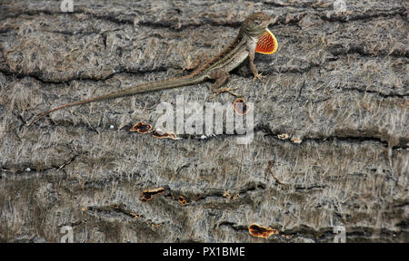 Closeup of brown anole lizard on the side of a trunk with a dewlap Stock Photo