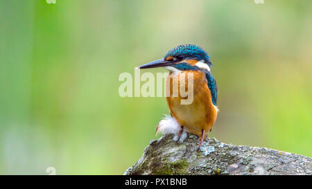 The common kingfisher  -Alcedo atthis. Also known as the Eurasian kingfisher, and river kingfisher. Stock Photo