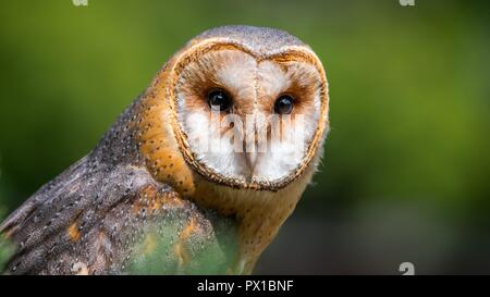 Barn owl -Tyto alba. The most widely distributed species of owl and one of the most widespread of all birds. Stock Photo
