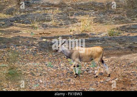 Common eland in Kruger National park, South Africa ; Specie Taurotragus oryx family of Bovidae Stock Photo