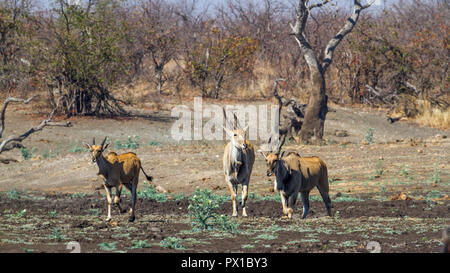 Common eland in Kruger National park, South Africa ; Specie Taurotragus oryx family of Bovidae Stock Photo