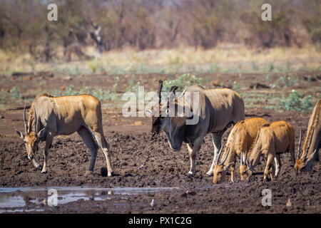 Common eland in Kruger National park, South Africa ; Specie Taurotragus oryx family of Bovidae Stock Photo