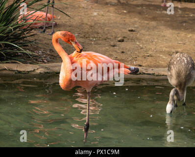 Single close up of a bright colorful flamingo standing on one leg in a pondgrooming its feathers with a young gray flamingo chick standing next to it. Stock Photo