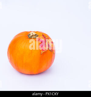 Ripe pumpkin with fall maple leaf on the top on the white background isolated. Autumn holiday, harvest, Helloween concept. Square picture. Selective f Stock Photo