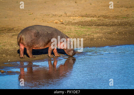Hippopotamus in Kruger National park, South Africa ; Specie Hippopotamus amphibius family of Hippopotamidae Stock Photo