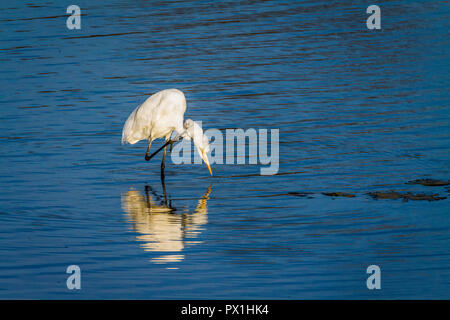 Western Great Egret in Kruger National park, South Africa ; Specie Ardea alba family of Ardeidae Stock Photo