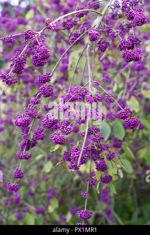 Callicarpa bodinieri var. giraldii 'Profusion' berries in Autumn. Stock Photo