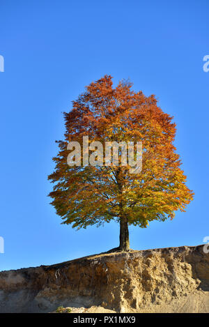 Lovely single autumn colored tree on the edge against clear blue sky Stock Photo