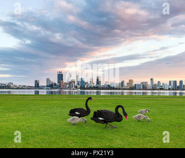 black swan (Cygnus atratus), walking in water, Australia, Suedaustralien, Greenfields  Wetlands Stock Photo - Alamy