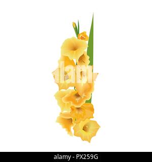 Gladiolus or sword lily flower. Vector illustration. with yellow bunch isolated on white background. Floral realistic elements in for cards, invitatio Stock Vector