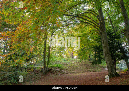beautiful forest in the fall Stock Photo