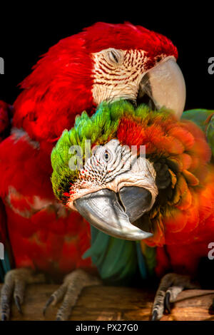 View of couple of military macaws, on the perch to courting, detailed macro, very sharpness, fantastic colors, black background Stock Photo