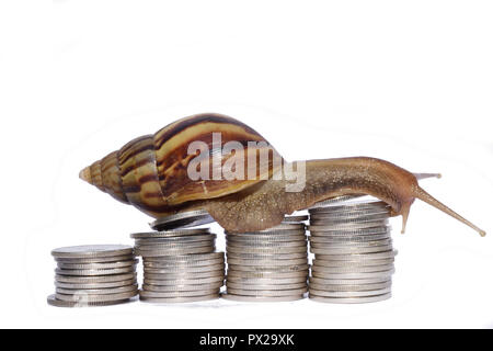Snail climbing the pile of coins on white background , Financial with development and commit business concept ,  Slow economic growth Stock Photo