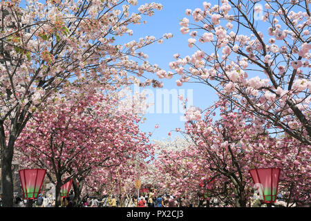 Osaka Mint Cherry Blossoms Stock Photo