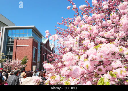 Osaka Mint Cherry Blossoms Stock Photo