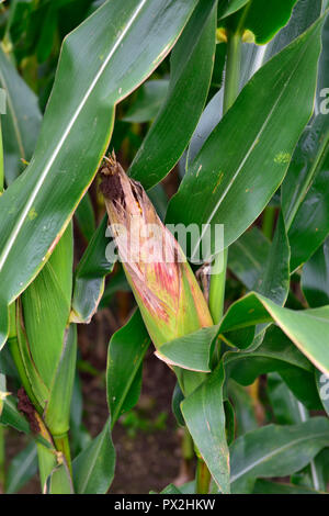 Ear of corn, maze, growing in field Stock Photo