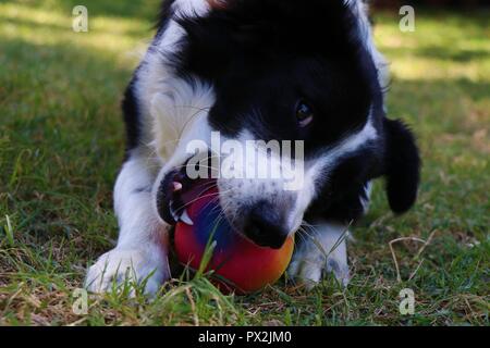 One year Border Collie playing in the garden with a ball. Stock Photo