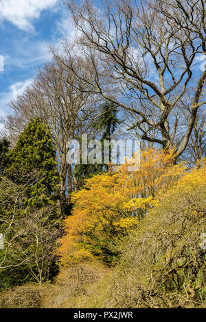 Leaves on trees, Weir Garden, Swainshill, Hereford, England, UK Stock Photo