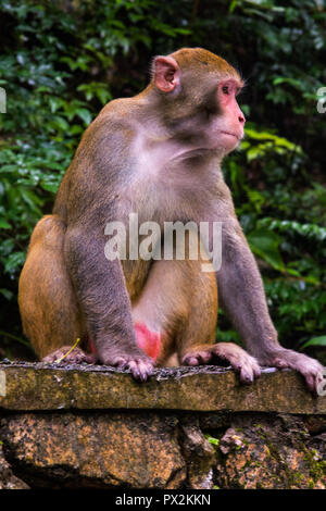 Rhesus Macaque, Macaca mulatta, seen near the Golden Whip Stream, Zhangjiajie UNESCO Global Geopark, Hunan, China. Stock Photo